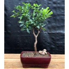 Flowering Jaboticaba Bonsai Tree - Small
(eugenia cauliflora)