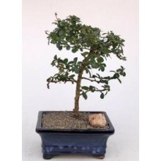 Flowering Fukien Tea Bonsai Tree
Small Leaf - Straight Trunk
(ehretia microphylla)