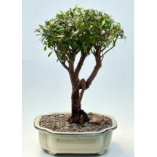Flowering Chinese Myrtle Bonsai Tree
(myrtus communis 'compacta')