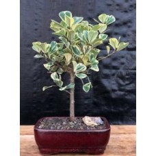 Variegated Ficus Triangularis Bonsai Tree
(Ficus Triangularis 'Variegata')