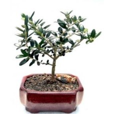 Flowering & Fruiting European Olive Bonsai Tree
(olea europaea 