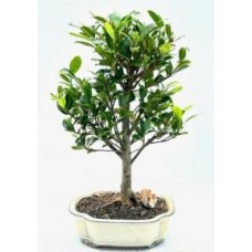 Ficus Kaneshiro Bonsai Tree
(ficus microcarpa 'kaneshiro')