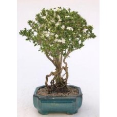 Flowering Mount Fuji Serissa Bonsai Tree
With Raised Roots
(serissa foetida)