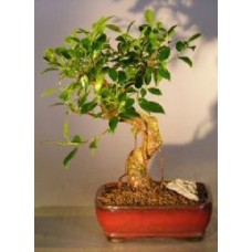 Ficus Retusa Bonsai Tree - Medium
Curved Trunk Style