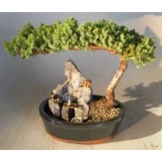 Juniper Bonsai Tree - Large
Stone Landscape Scene
(juniper procumbens 