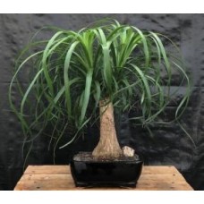 Ponytail Palm - Large
(Beaucamea Recurvata)