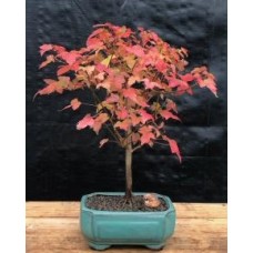 Trident Maple Bonsai Tree
(Acer Buergerianum)