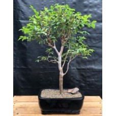 Flowering Jaboticaba Bonsai Tree - Large
(eugenia cauliflora)