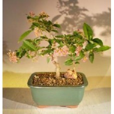 Flowering Dwarf Weeping Barbados Cherry Bonsai Tree - Medium
(Malpighia Pendiculata)
