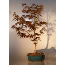 Japanese Red Maple Bonsai Tree - Large
(acer palmatum 
