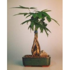 Braided Money Bonsai Tree - 'Good Luck Tree'
Medium
(pachira aquatica)
