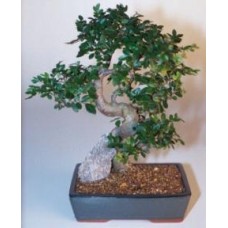 Chinese Elm Bonsai Tree - Extra Large
Curved Trunk Style
(Ulmus Parvifolia)