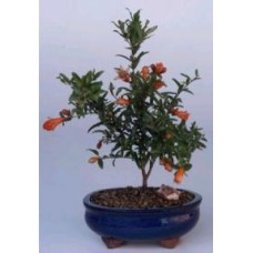 Flowering & Fruiting Dwarf Pomegranate - Small
(Punica Granatum 'nana')