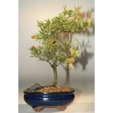 Flowering & Fruiting Dwarf Pomegranate Bonsai Tree
- Medium
(Punica Granatum)