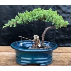Juniper Bonsai Tree
Land/Water Pot - Small
(Juniper Procumbens 