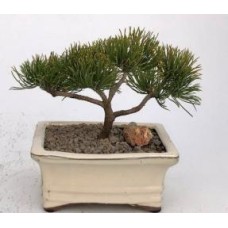 Mugo Pine Bonsai Tree - Small(pinus mugo 'valley cushion')