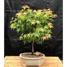 Dwarf Japanese Green Maple Bonsai Tree
(acer palmatum dwarf)