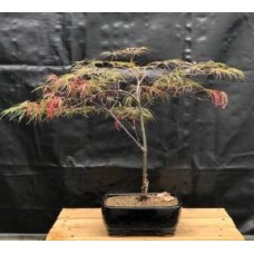 Crimson Queen Japanese Maple Bonsai Tree
(Acer palmatum var. dissectum 'Crimson Queen')