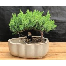 Juniper Bonsai Tree
Land/Water Pot with Scalloped Edges - Medium
(Juniper Procumbens 