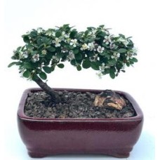 Flowering & Fruiting Evergreen Cotoneaster Bonsai Tree(dammeri 'streibs findling')
