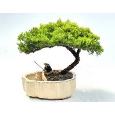 Juniper Bonsai Tree
Land/Water Pot with Scalloped Edges - Large
(Juniper Procumbens 