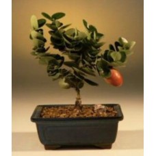 Flowering Dwarf Plum - Small
(carissa macrocarpa)