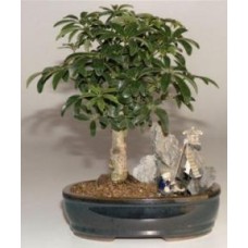 Hawaiian Umbrella Bonsai Tree
Stone Landscape Scene
(Arboricola Schefflera 'Luseanne')