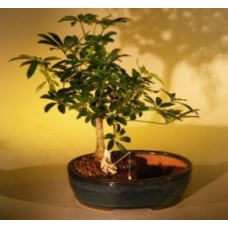 Hawaiian Umbrella Bonsai Tree
Land/Water Pot - Medium
(arboricola schefflera 'luseanne')