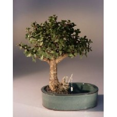 Baby Jade Bonsai Tree
Land/Water Pot - Medium
(Portulacaria Afra)