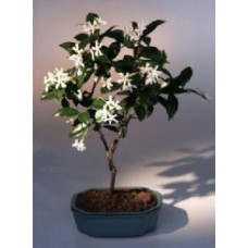Flowering White Jasmine
(trachelospermum jasminoides)