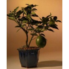Flowering Lemon Bonsai Tree
(meyer lemon)