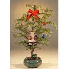 Norfolk Island Pine - With Decorations