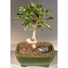 Oriental Ficus Bonsai Tree - Small
Coiled Trunk
(ficus benjamina 'orientalis')