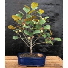 Mistletoe Fig Bonsai Tree
(ficus diversifolia)