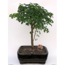 Flowering Brazilian Raintree Bonsai Tree Large
(pithecellobium tortum)