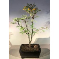 Flowering Dwarf Sweet Acacia Bonsai Tree
(acacia farnesiana)