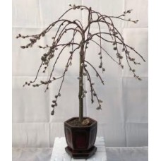 Flowering Weeping Pussy Willow Bonsai Tree
(salix caprea 'kilmarnock')