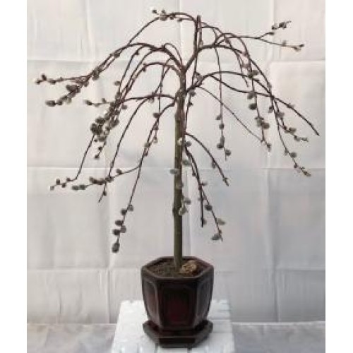 Flowering Weeping Pussy Willow Bonsai Tree
(salix caprea 'kilmarnock')