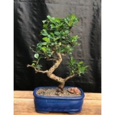 Flowering Fukien Tea Bonsai Tree - Medium
Curved Trunk Style
(ehretia microphylla)