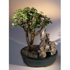 Baby Jade Bonsai Tree
Stone Landscape Scene
(portulacaria afra)