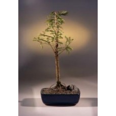 Bald Cypress Bonsai Tree
(taxodium distichum)