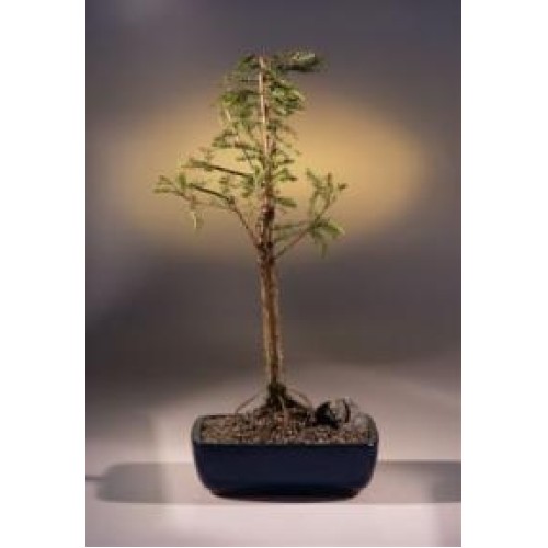 Bald Cypress Bonsai Tree
(taxodium distichum)