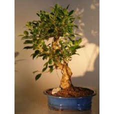 Ficus Retusa Bonsai Tree
Curved Trunk - Extra Large
(ficus retusa)