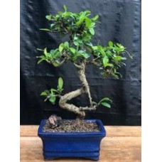 Flowering Fukien Tea Bonsai Tree - Small
Curved Trunk Style (ehretia microphylla)