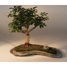 Hawaiian Umbrella Bonsai Tree on a Rock Slab
(arboricola schefflera 'luseanne')
