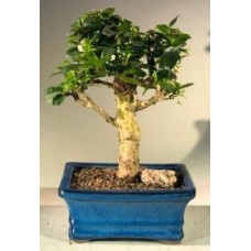 Flowering Fukien Tea Bonsai Tree - Upright Aged - Medium
(ehretia microphylla)