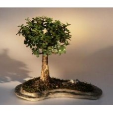 Baby Jade on Rock Slab Bonsai Tree
(Portlacaria Afra)