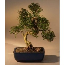 Chinese Flowering White Serissa
Bonsai Tree of a Thousand Stars
Curved Trunk Style Extra Large
(serissa japonica)