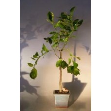 Flowering Persian Lime Bonsai Tree
(citrus latifolia)