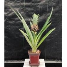 Flowering & Fruiting Pineapple Bonsai Tree
(ananas nana)